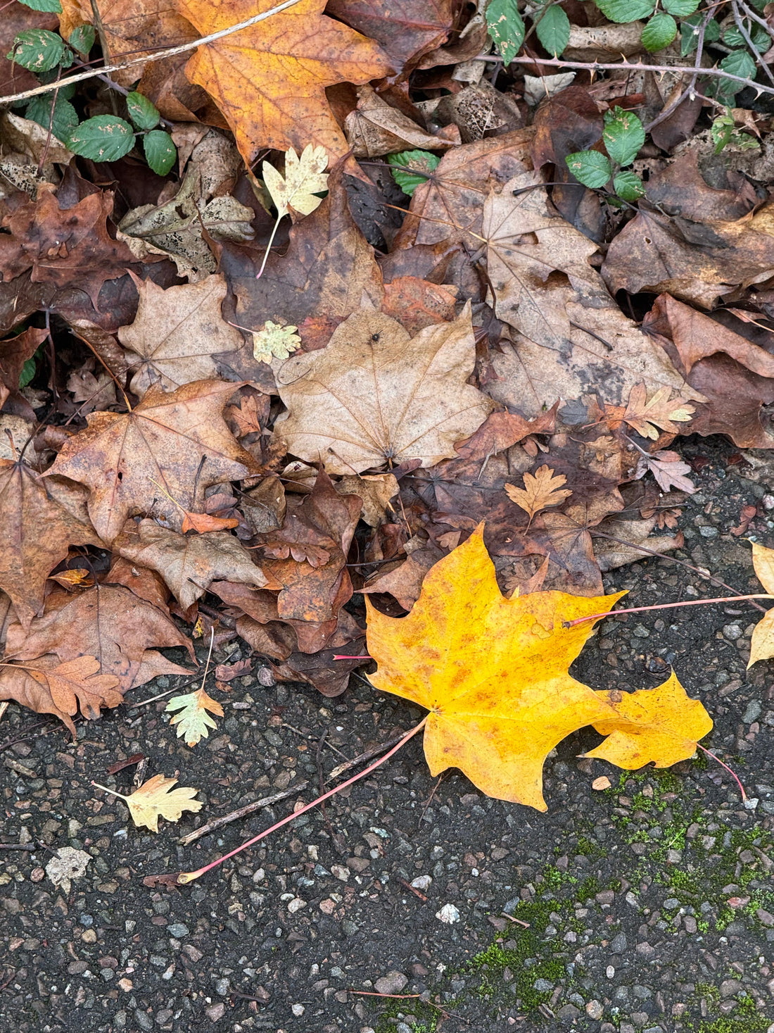 Creativity in October: Listening to the Season Shift