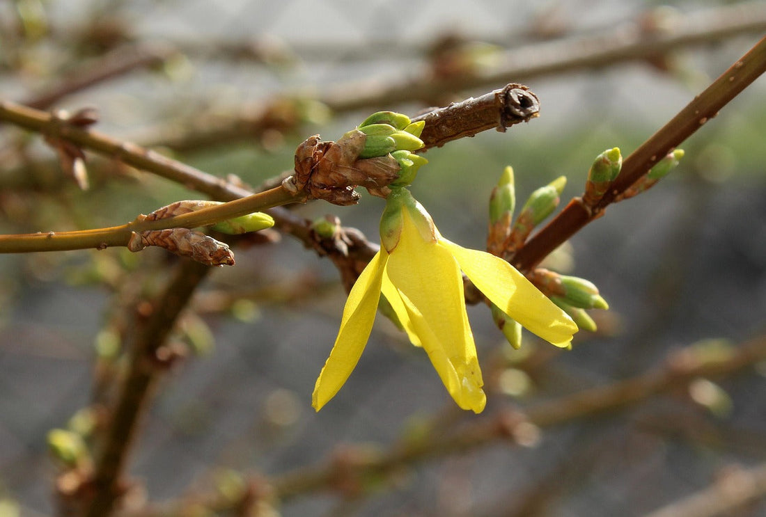 Creativity in March: Awakening Into Spring
