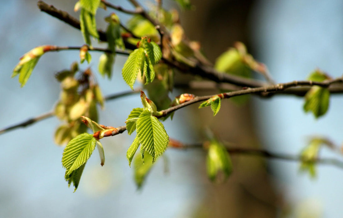 Creativity in April: Light Returning, Gently